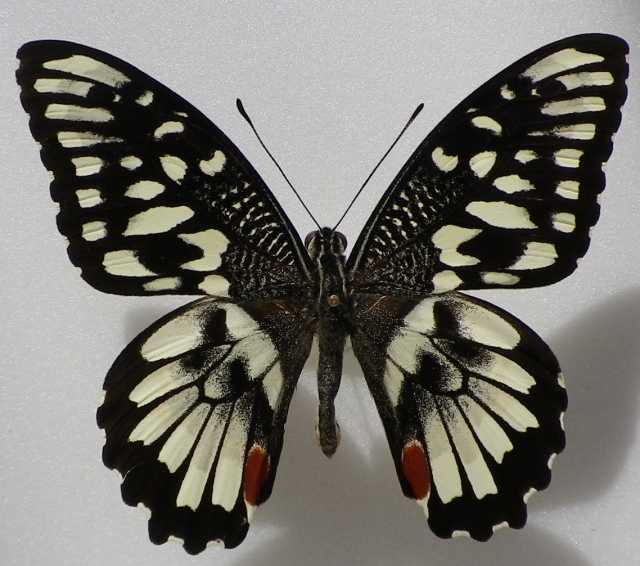 Papilio demoleus (Philippines) Aberration (Internet Image property of respective owner, non-commercial use only)